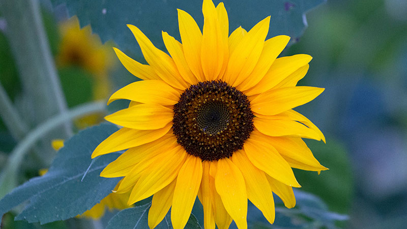 Mondelēz International: SUSTAINABLE METHODS FOR REDUCING THE AMOUNT AND/OR ENVIRONMENTAL IMPACT OF AGRO-CHEMICALS ON KEY CROPS